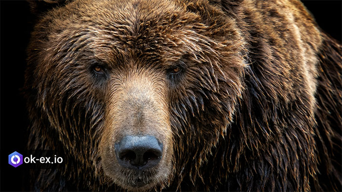 Bear تمامی توضیحات در باره بازار خرسی
