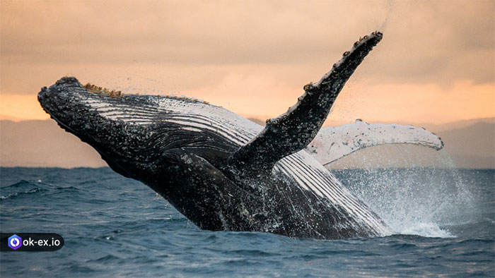 Whale در ارز های دیجیتال یعنی چی
